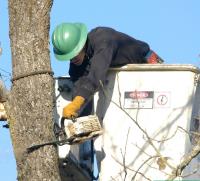 Melbourne Tree Removal Guys image 7